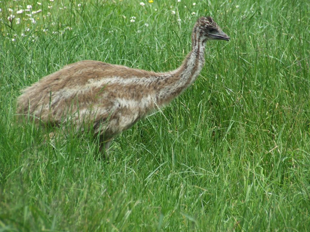 Runciman Berries And Emus B&B Ramarama Exterior foto