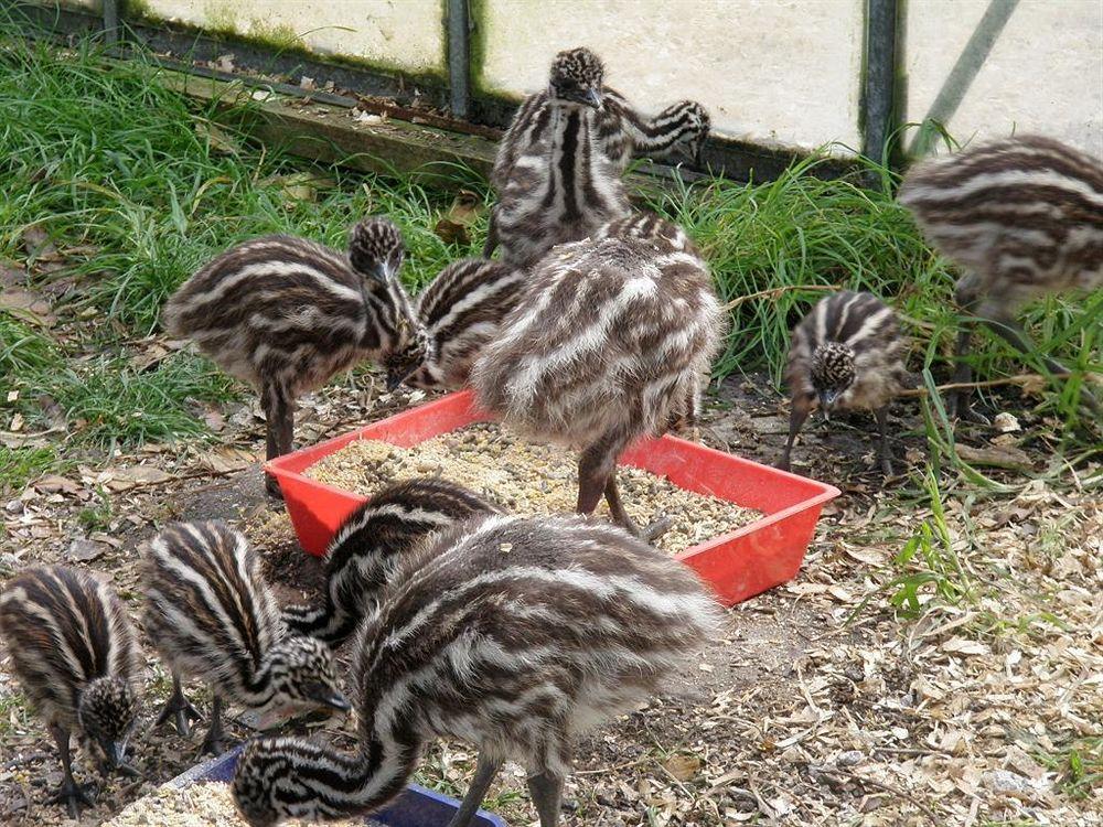 Runciman Berries And Emus B&B Ramarama Exterior foto