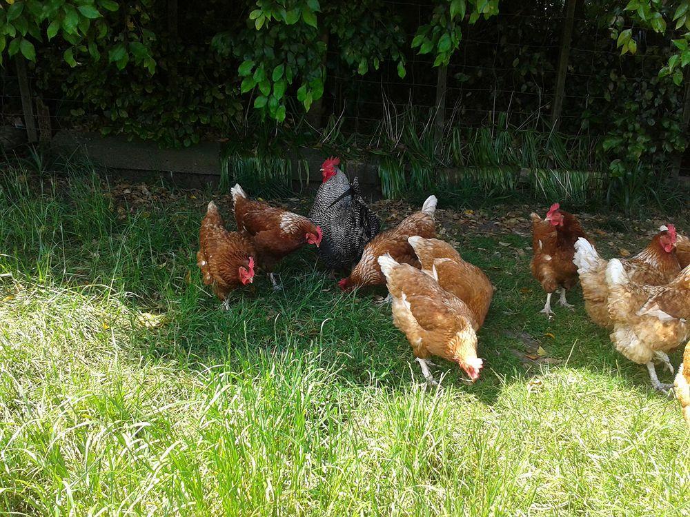 Runciman Berries And Emus B&B Ramarama Exterior foto