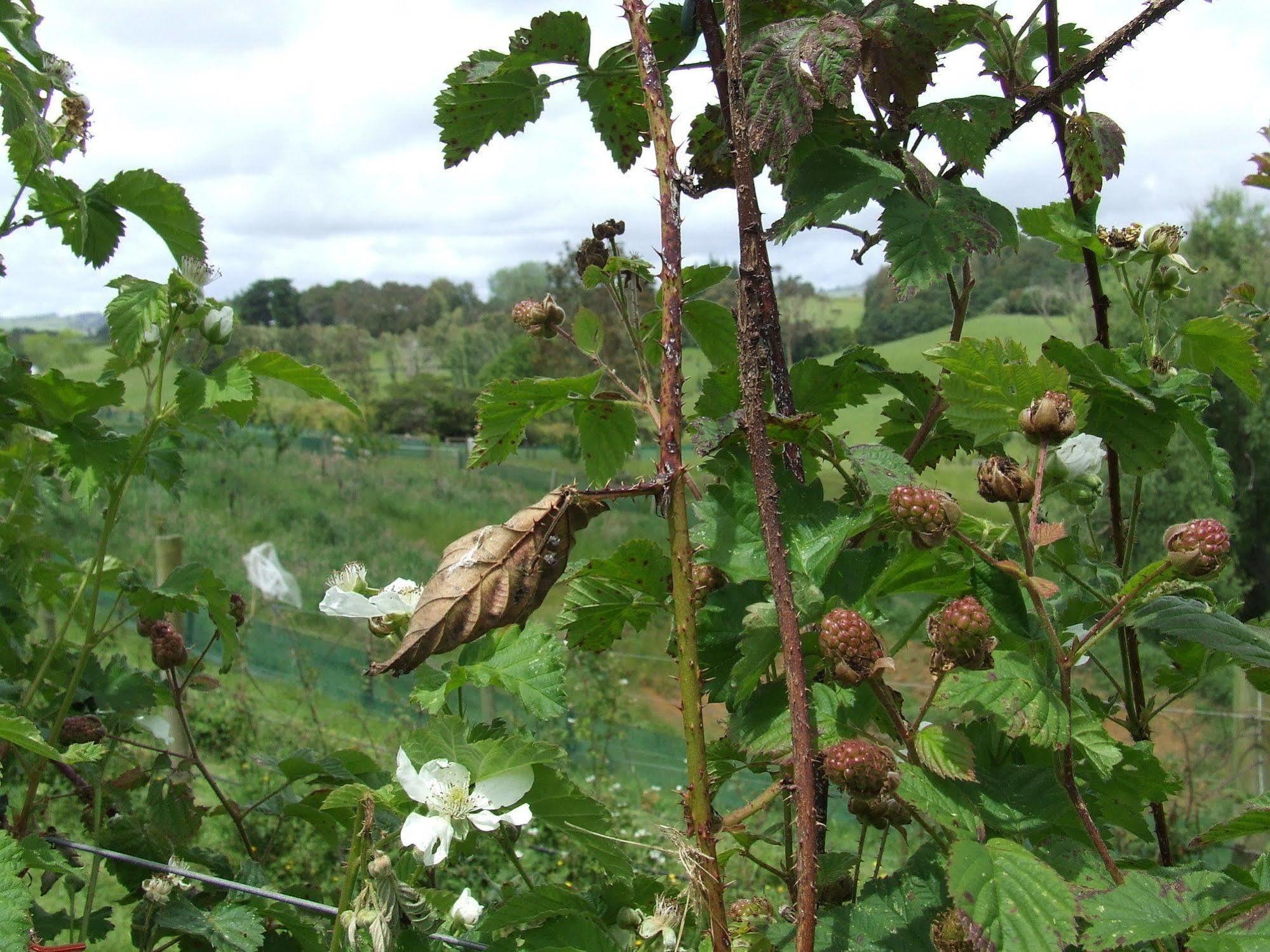 Runciman Berries And Emus B&B Ramarama Exterior foto
