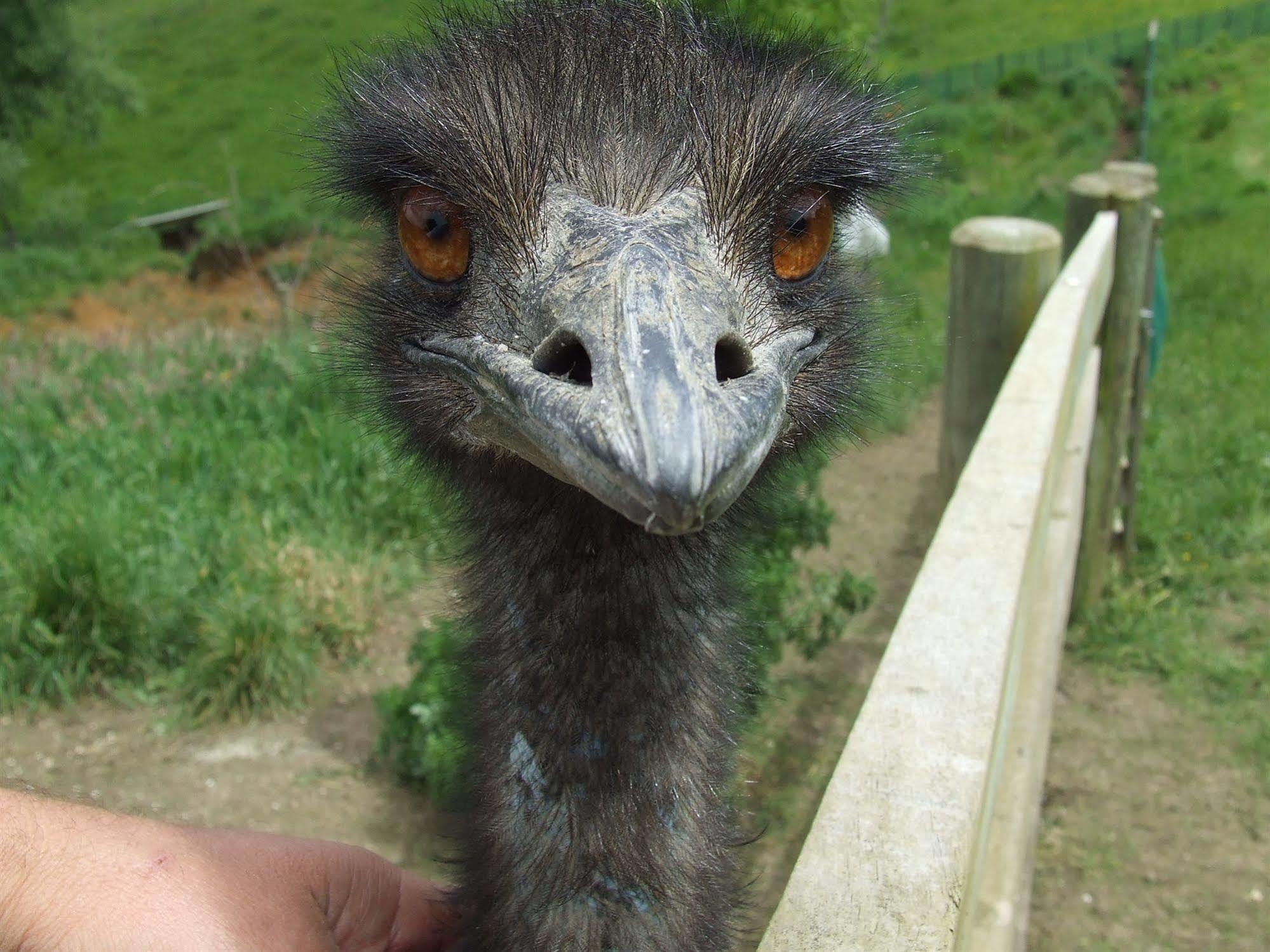 Runciman Berries And Emus B&B Ramarama Exterior foto