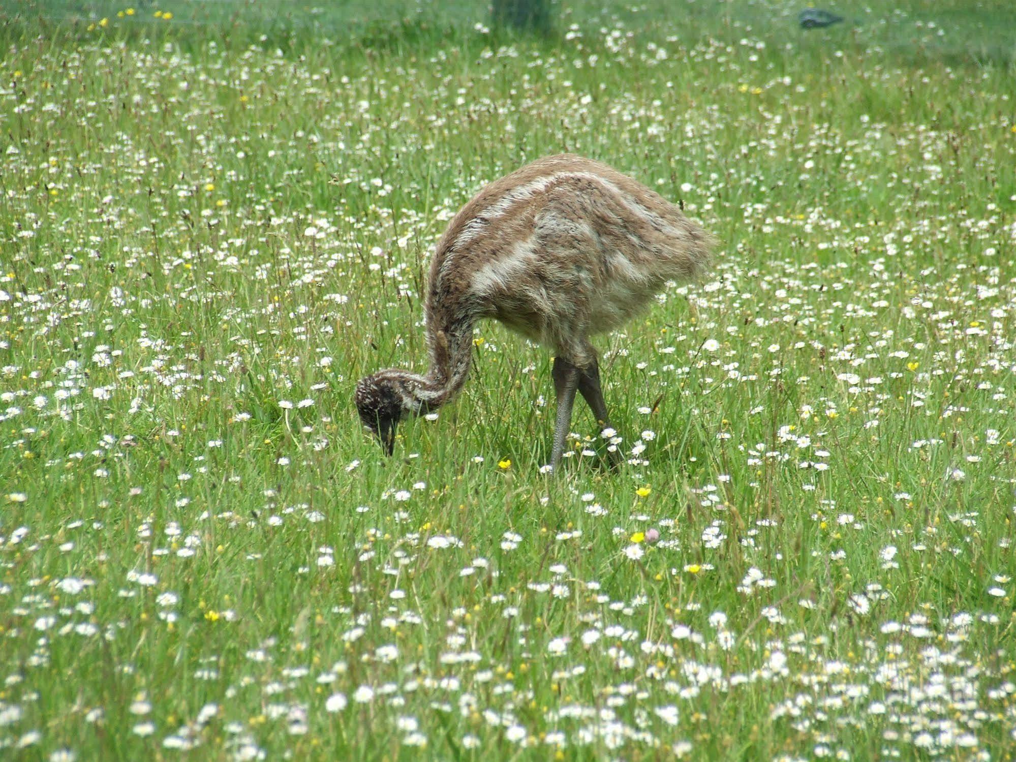 Runciman Berries And Emus B&B Ramarama Exterior foto